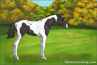 Horse Color:Smoky Black Tobiano 