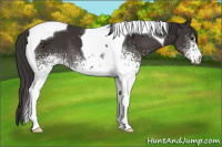 Horse Color:White Spotted Smoky Black Tobiano