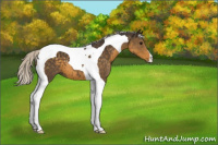 Horse Color:Silver Smoky Black Tobiano 