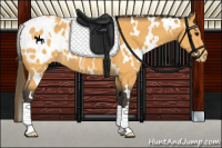 Horse Color:White Spotted Buckskin Appaloosa 