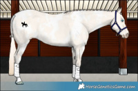 Horse Color:White Spotted Perlino Dun 