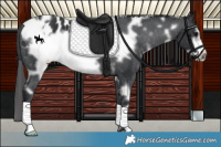 Horse Color:White Spotted Black Frame Appaloosa 