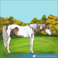 Horse Color:Silver Smoky Black Sabino Tobiano 