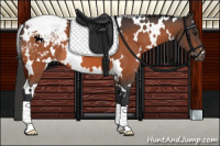 Horse Color:White Spotted Brown Appaloosa 