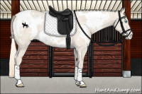 Horse Color:White Spotted Smoky Creme Dun Appaloosa