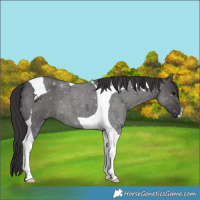 Horse Color:Smoky Blue Roan Tobiano 