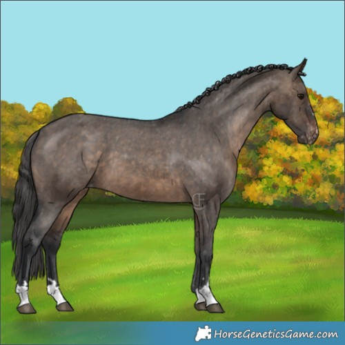 Horse Color:Brown Dun Appaloosa Brindle 