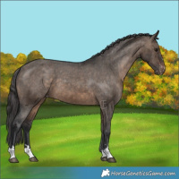 Horse Color:Brown Dun Varnish Brindle 