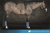 Horse Color:Brown Dun Brindle 