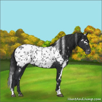 Horse Color:White Spotted Black Appaloosa 