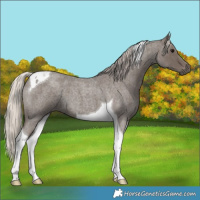 Horse Color:Silver Blue Roan Tobiano 
