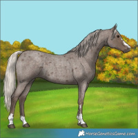 Horse Color:Silver Blue Roan 