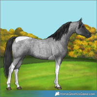 Horse Color:Blue Roan Tobiano 