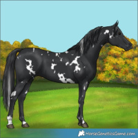 Horse Color:White Spotted Black 