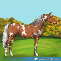 Horse Color:White Spotted Silver Bay 