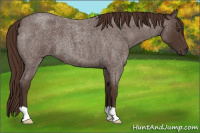 Horse Color:Liver Red Roan 