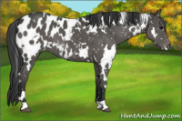 Horse Color:White Spotted Black Blanket 