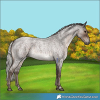 Horse Color:Silver Blue Roan 