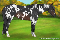 Horse Color:White Spotted Brown 