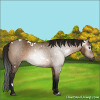 Horse Color:Gray White Spotted Bay Dun