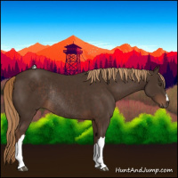 Horse Color:Liver Chestnut Rabicano 