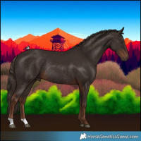 Horse Color:Liver Chestnut Rabicano 
