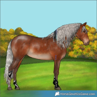 Horse Color:Silver Brown Tobiano 