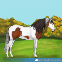 Horse Color:Bay Splash Tobiano 