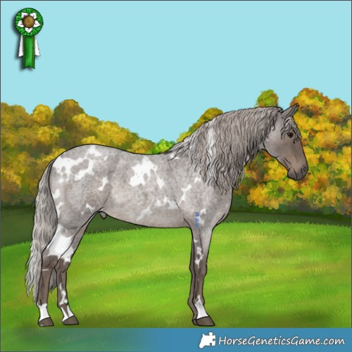 Horse Color:White Spotted Silver Blue Roan 