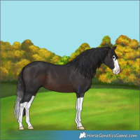 Horse Color:Brown Splash 