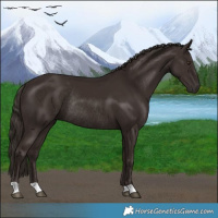 Horse Color:Liver Chestnut Rabicano 