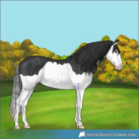 Horse Color:Black Splash Rabicano 