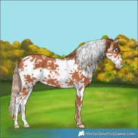 Horse Color:Chestnut Sabino Splash Tobiano 