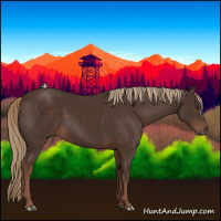 Horse Color:Liver Chestnut 
