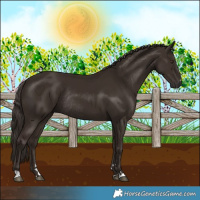 Horse Color:Liver Chestnut Rabicano 