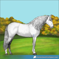 Horse Color:Gray Grullo Tobiano 