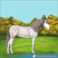 Horse Color:Sable Champagne Sabino Splash Varnish 