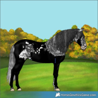 Horse Color:Black Sabino Splash Tobiano 