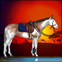 Horse Color:Bay Splash