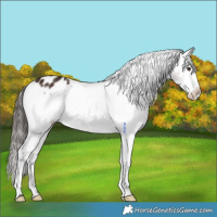 Horse Color:Liver Chestnut Splash Appaloosa 