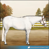 Horse Color:Red Dun Mushroom Appaloosa Brindle 