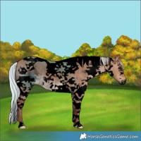 Horse Color:Void Silver Bay Dun Splash Tobiano Rabicano 