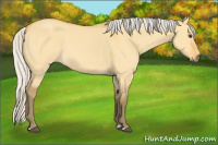 Horse Color:Silver Buckskin Dun 