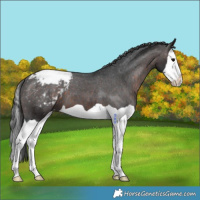 Horse Color:Brown Splash Snowcap 