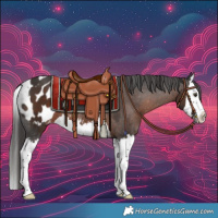 Horse Color:Liver Chestnut Splash Appaloosa 