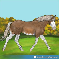 Horse Color:Chocolate Palomino Splash 