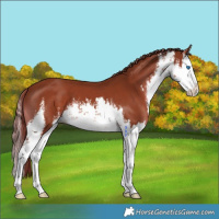 Horse Color:White Spotted Chestnut Splash 