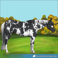 Horse Color:White Spotted Black 