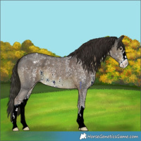 Horse Color:Liver Chestnut Sabino Varnish 