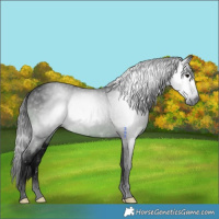 Horse Color:Gray Void Black Splash Rabicano 